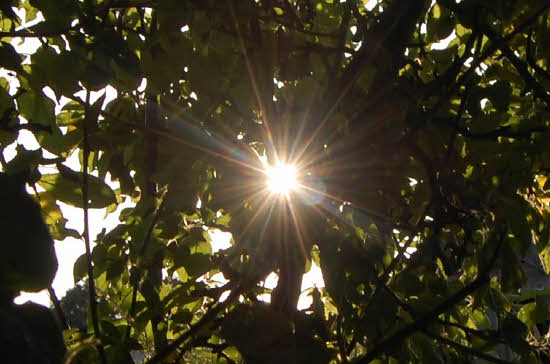 Sun through leaves