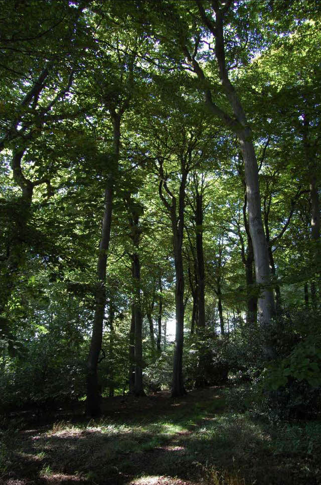 Beech woodland, West Wycombe