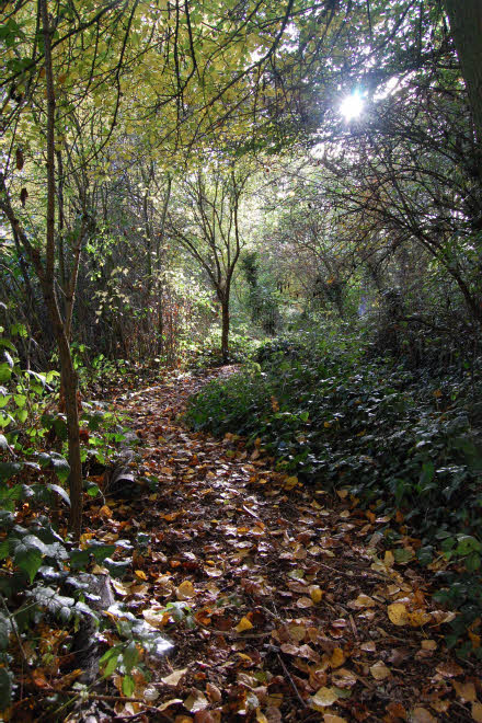 Belair Park eco area