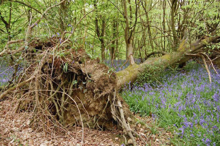 Fallen tree
