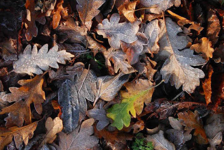 frost on leaves