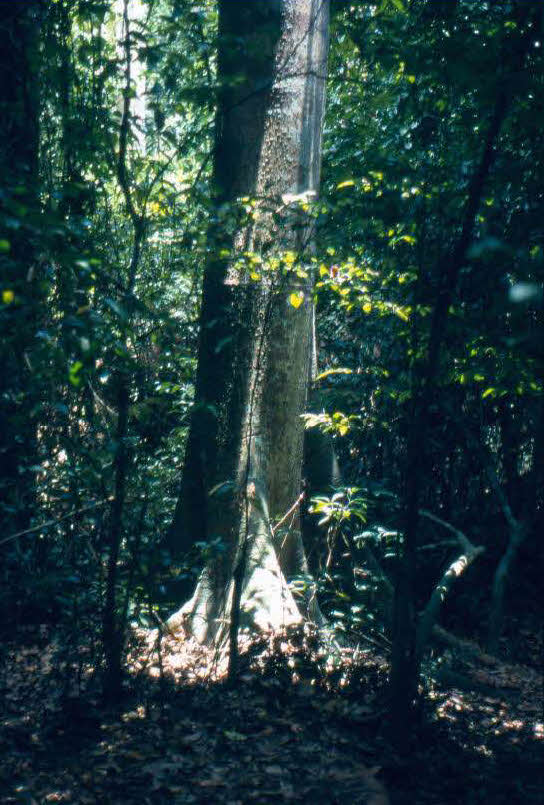 Kakum rain forest Ghana