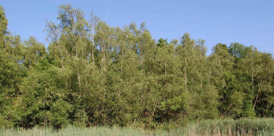 Silver birch Beacon Wood, Kent